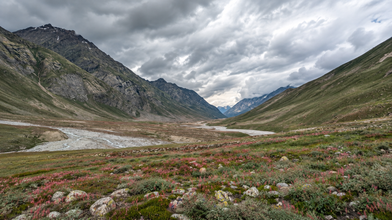 Miyar Valley landscape with wildflowers and Miyar River in Lahaul, Himachal Pradesh